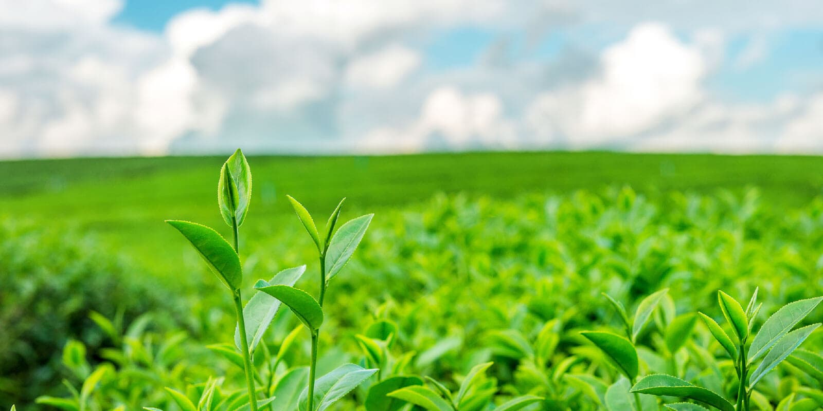 An Agricultural Product Manufacturer Scales up Customer Acquisition Process by Refining their Lead Nurturing Program